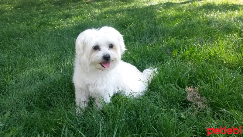 Maltese, Köpek  Şimşek fotoğrafı