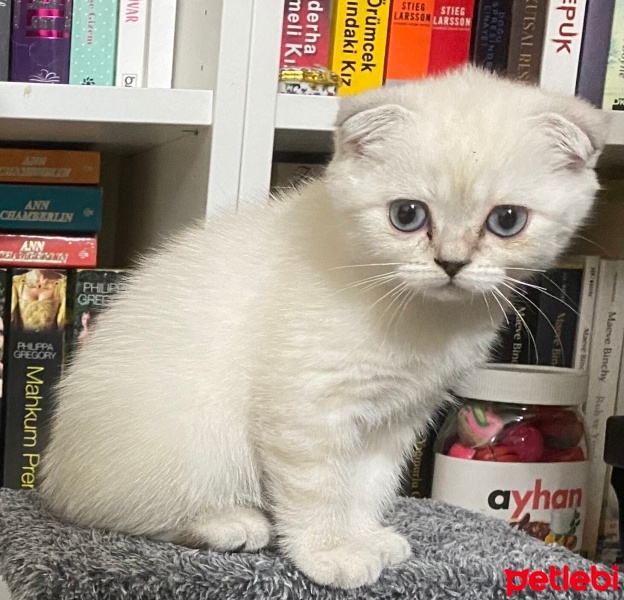 British Shorthair, Kedi  Suffle fotoğrafı