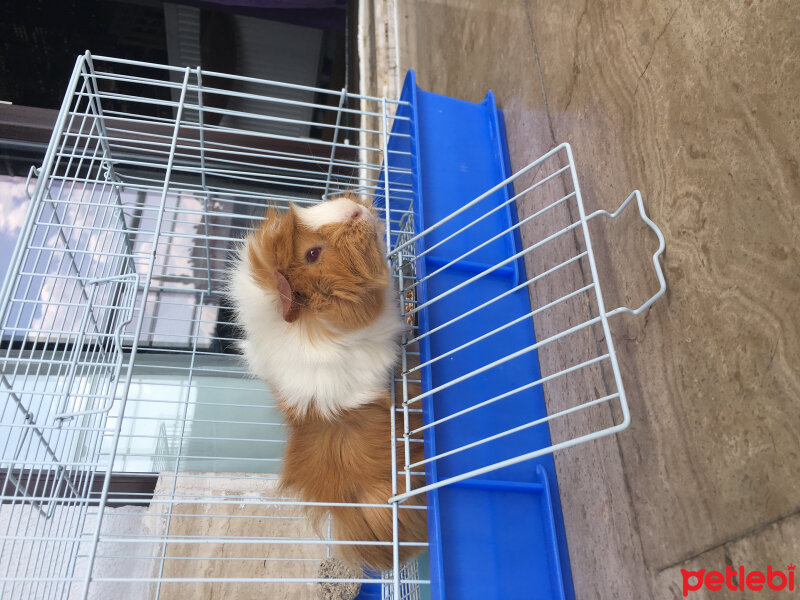 Guinea Pig, Kemirgen  Apaci fotoğrafı