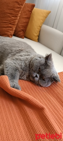 British Shorthair, Kedi  Esmer fotoğrafı
