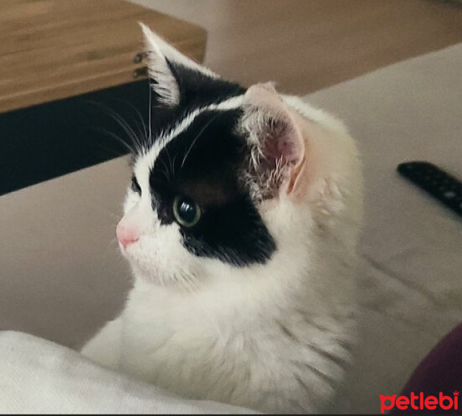Tekir Kedi, Kedi  Luna fotoğrafı