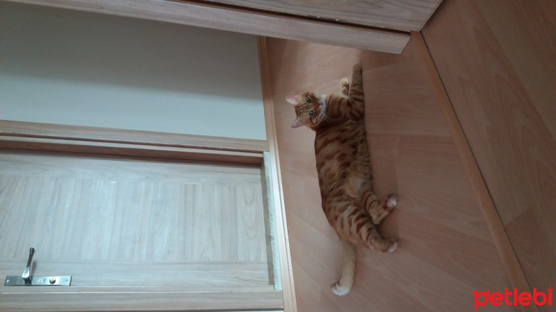 Tekir Kedi, Kedi  Misket fotoğrafı