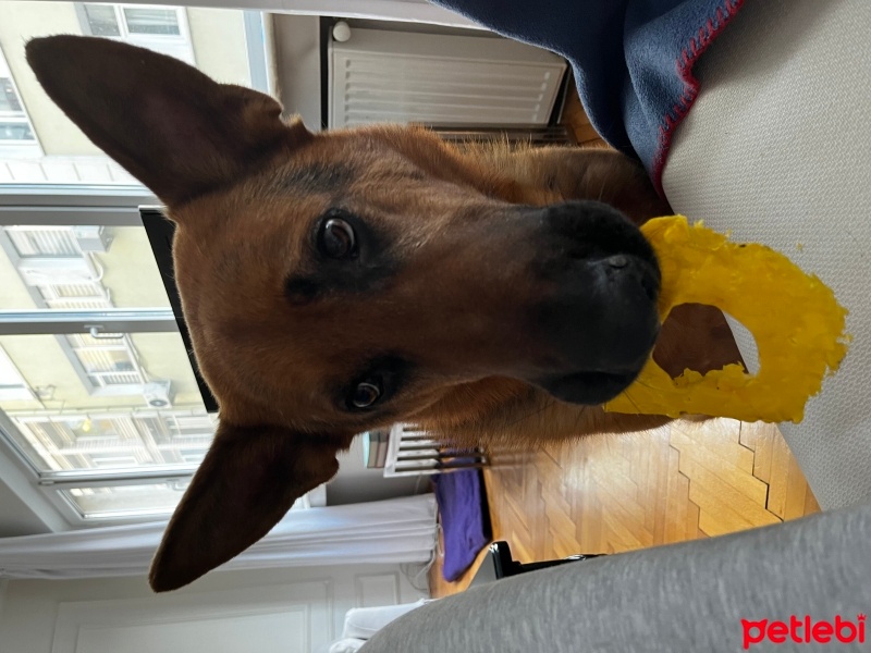 Alman Çoban Köpeği, Köpek  Loki fotoğrafı