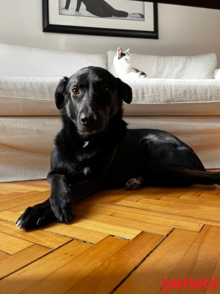 Sokö (Sokak Köpeği), Köpek  Bounty fotoğrafı