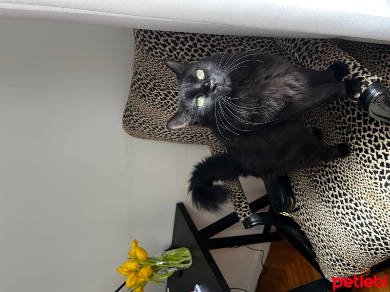 Soke, Kedi  Naomi fotoğrafı