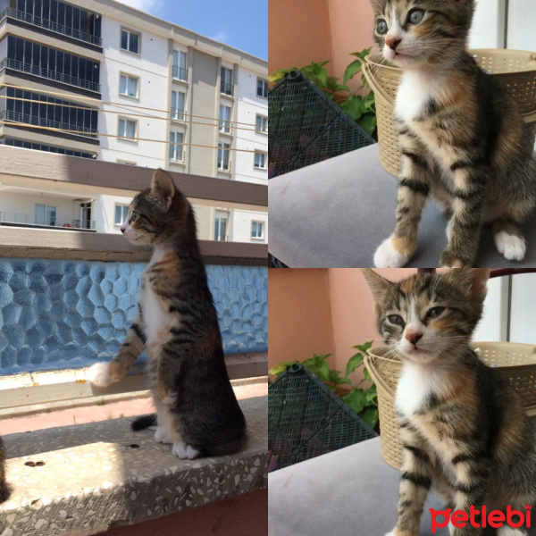 Tekir Kedi, Kedi  Biblo  fotoğrafı