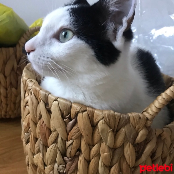 Soke, Kedi  Kate fotoğrafı