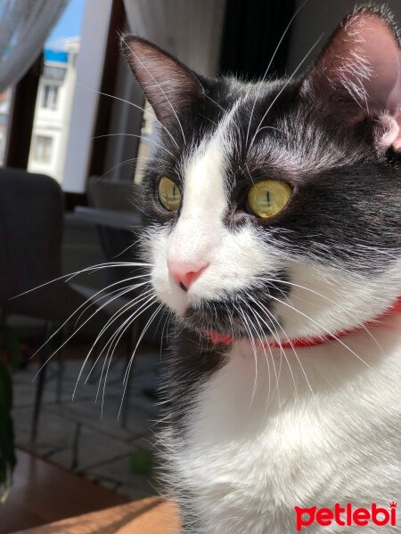 Tuxedo (Smokin) Kedi, Kedi  Sütlaç fotoğrafı