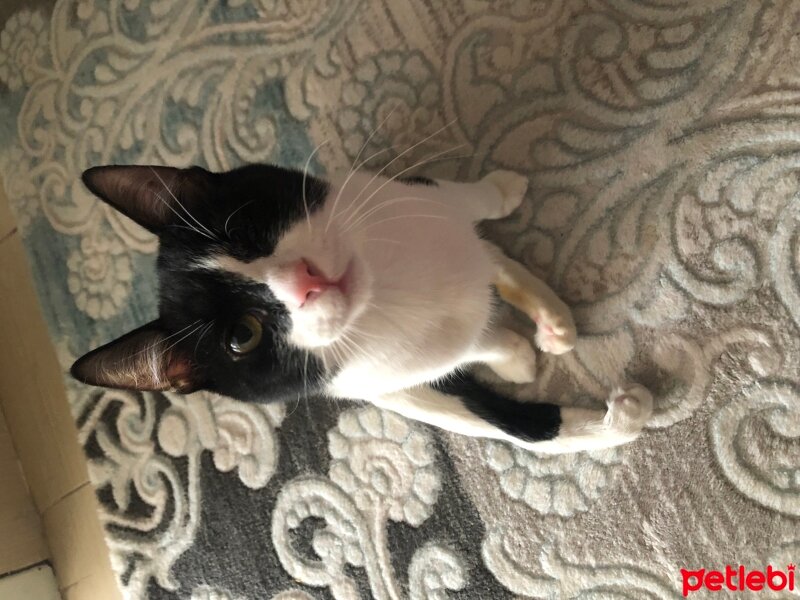 Tuxedo (Smokin) Kedi, Kedi  Sütlaç fotoğrafı