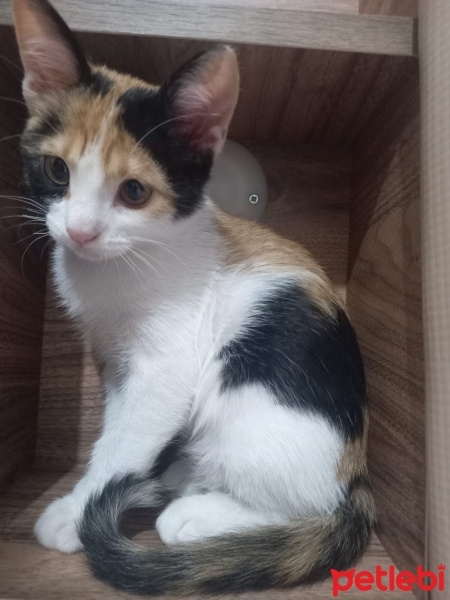 Tekir Kedi, Kedi  İzmir fotoğrafı