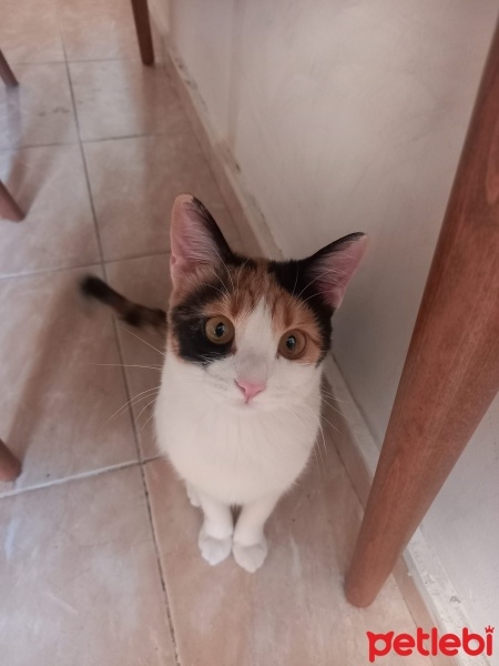 Tekir Kedi, Kedi  İzmir fotoğrafı