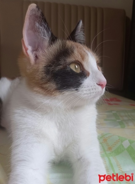 Tekir Kedi, Kedi  İzmir fotoğrafı