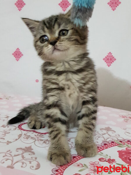 British Shorthair, Kedi  KUKİ fotoğrafı