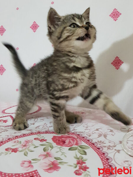 British Shorthair, Kedi  KUKİ fotoğrafı