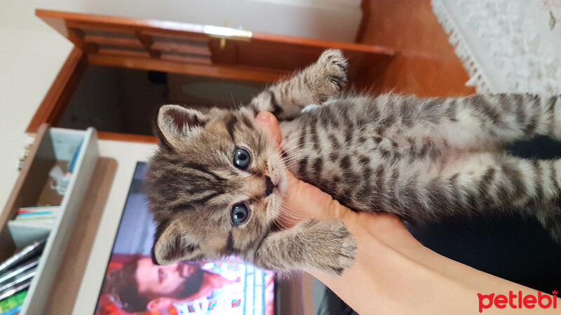 British Shorthair, Kedi  KUKİ fotoğrafı