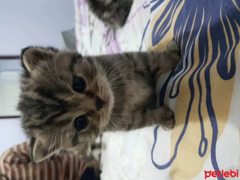 British Shorthair, Kedi  KUKİ fotoğrafı