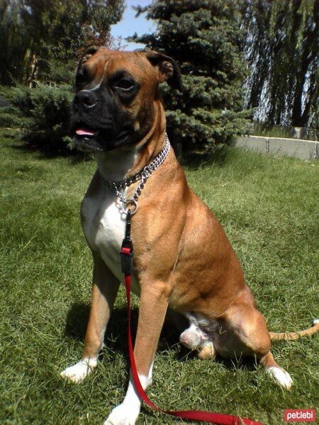 Boxer, Köpek  BODY fotoğrafı