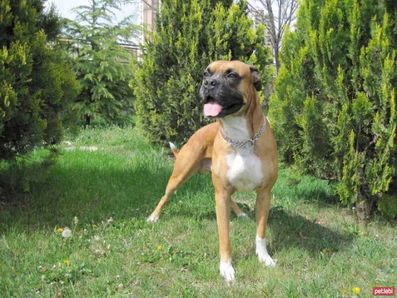 Boxer, Köpek  BODY fotoğrafı