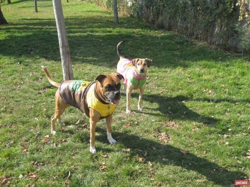 Boxer, Köpek  BODY fotoğrafı