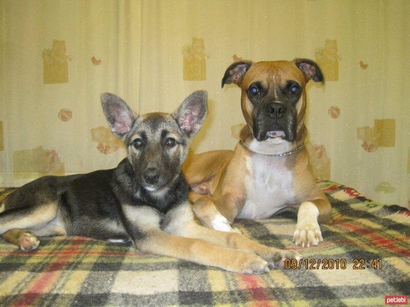 Boxer, Köpek  BODY fotoğrafı