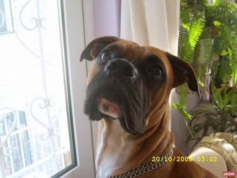 Boxer, Köpek  BODY fotoğrafı