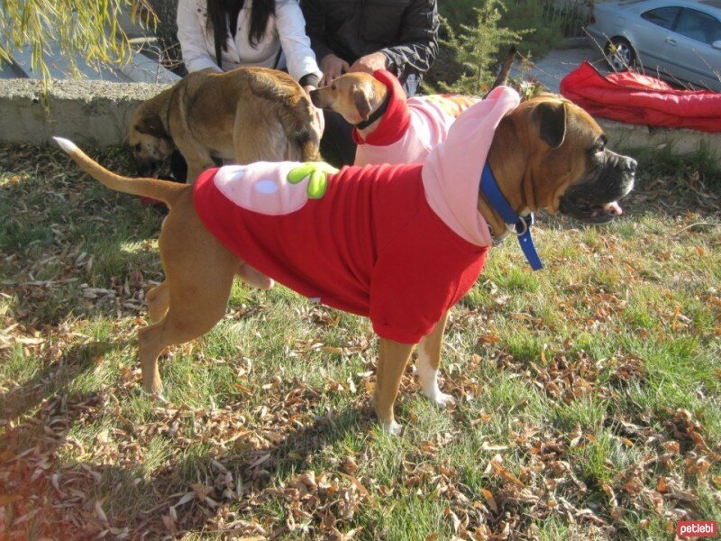 Boxer, Köpek  BODY fotoğrafı