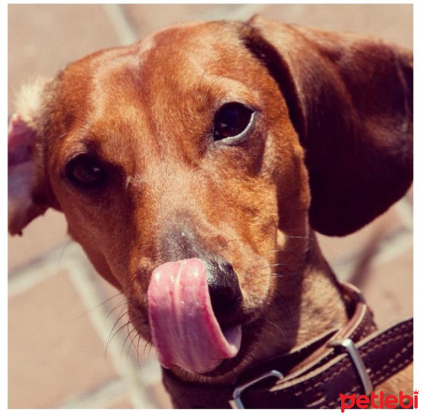 Dachshund (Sosis), Köpek  Bal fotoğrafı