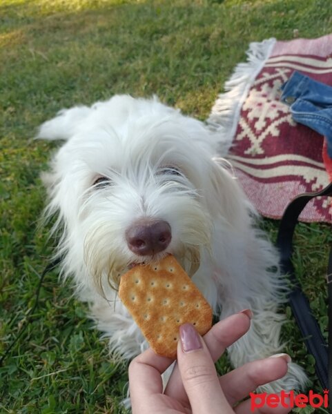 Maltese, Köpek  Lady fotoğrafı