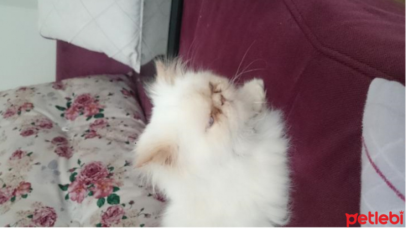 İran Kedisi (Persian), Kedi  KoDi fotoğrafı