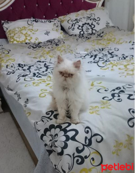 İran Kedisi (Persian), Kedi  KoDi fotoğrafı