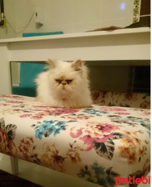 İran Kedisi (Persian), Kedi  KoDi fotoğrafı