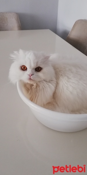 Scottish Fold, Kedi  Nazlı fotoğrafı