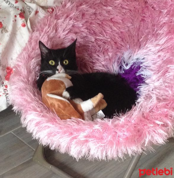 Tuxedo (Smokin) Kedi, Kedi  Félixus fotoğrafı
