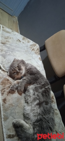 Scottish Fold, Kedi  İncir fotoğrafı