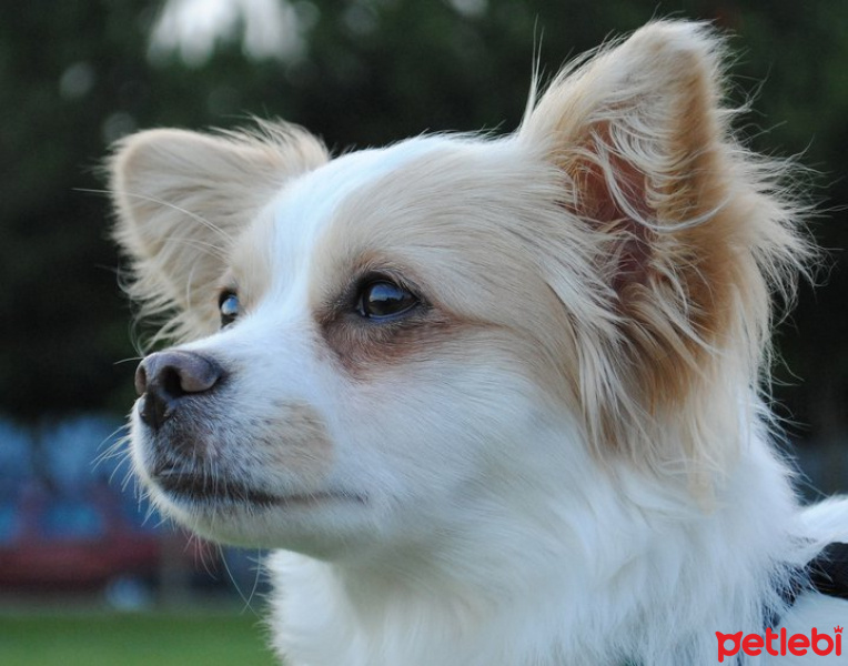 Pappilon, Köpek  Vodka fotoğrafı
