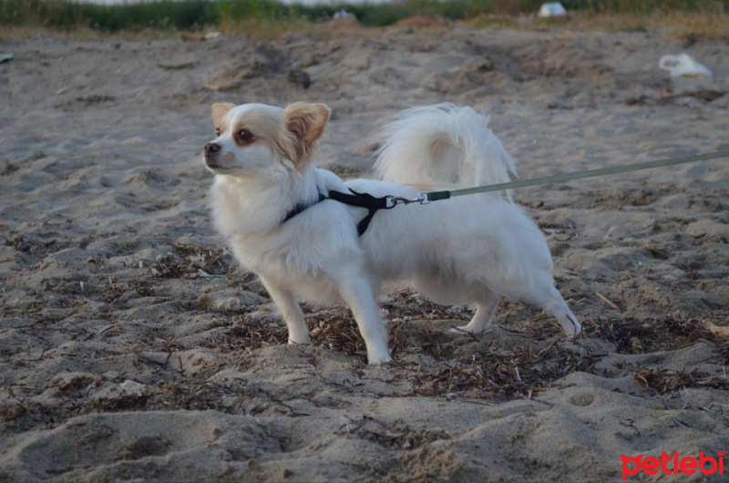 Pappilon, Köpek  Vodka fotoğrafı
