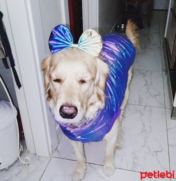 Golden Retriever, Köpek  Zeyna fotoğrafı