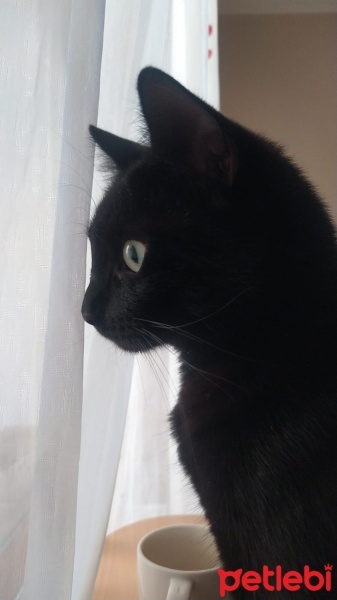 Bombay, Kedi  YODA fotoğrafı