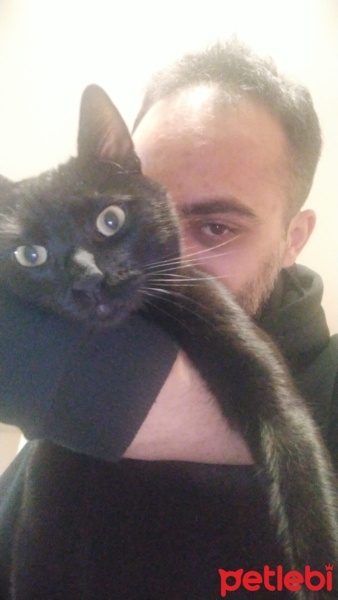 Bombay, Kedi  YODA fotoğrafı