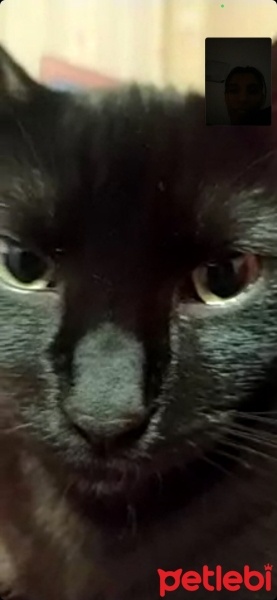 Bombay, Kedi  YODA fotoğrafı