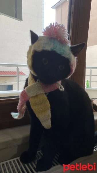 Bombay, Kedi  YODA fotoğrafı