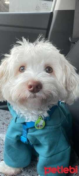 Maltese, Köpek  CASPER fotoğrafı