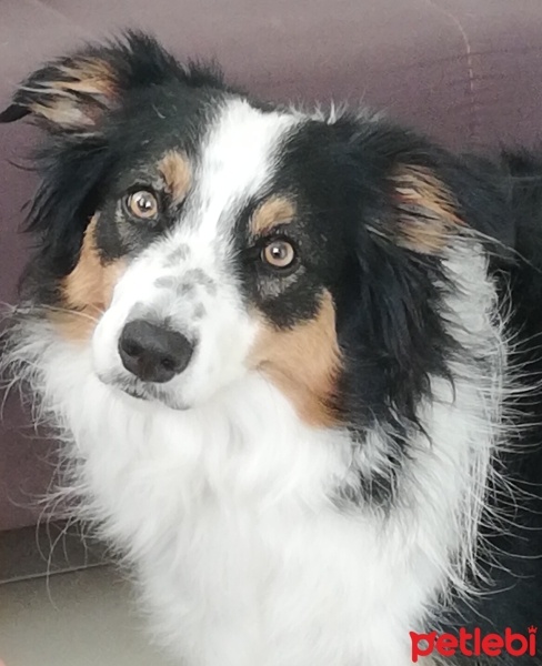 Border Collie, Köpek  Whiskey fotoğrafı