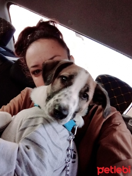 Sokö (Sokak Köpeği), Köpek  Berduş fotoğrafı