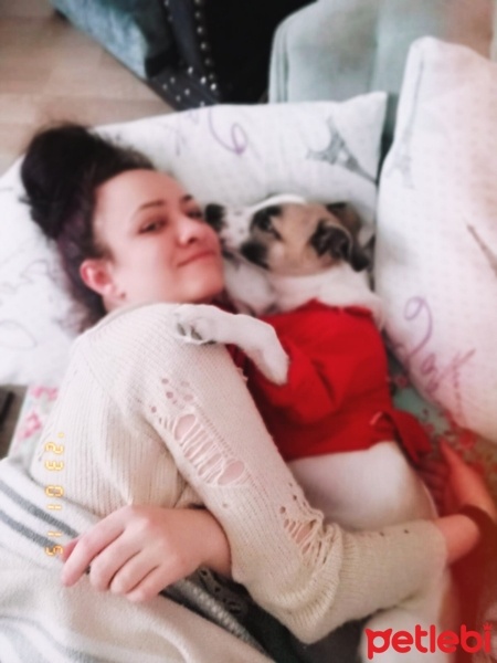 Sokö (Sokak Köpeği), Köpek  Berduş fotoğrafı