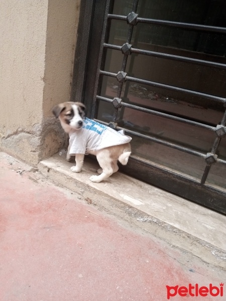 Sokö (Sokak Köpeği), Köpek  Berduş fotoğrafı