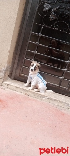 Sokö (Sokak Köpeği), Köpek  Berduş fotoğrafı