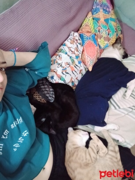 Tekir Kedi, Kedi  Kömür fotoğrafı