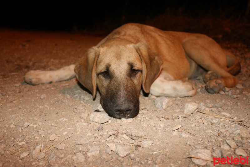 Kangal, Köpek  Ares fotoğrafı