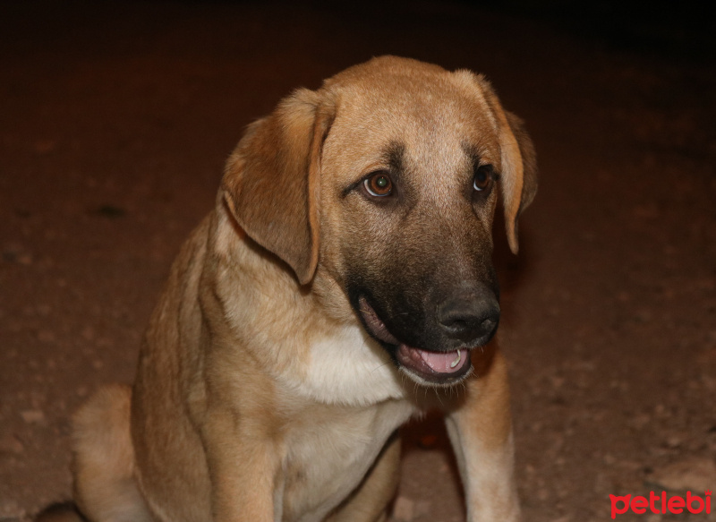 Kangal, Köpek  Ares fotoğrafı